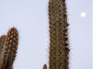 LUA E CACTO