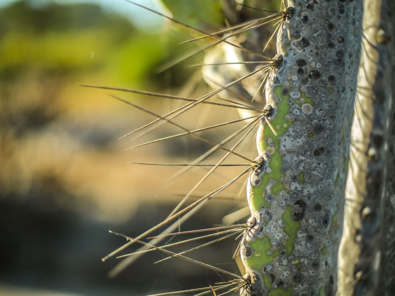 ESPINHOS DA CAATINGA 02