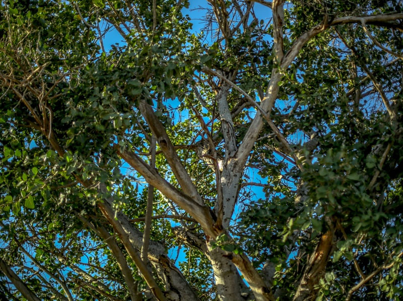 SOMBRA NA CAATINGA
