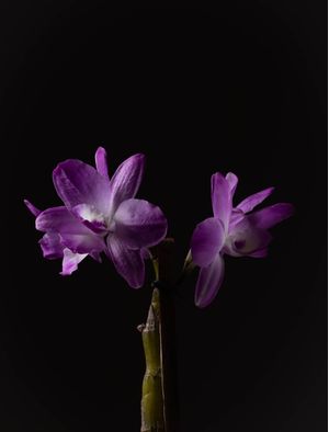 PURPLE DARK ROSE