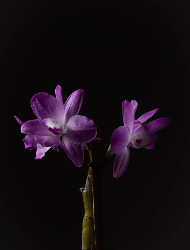 PURPLE DARK ROSE