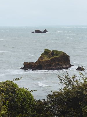 THE JUNGLE OF SEA STONES