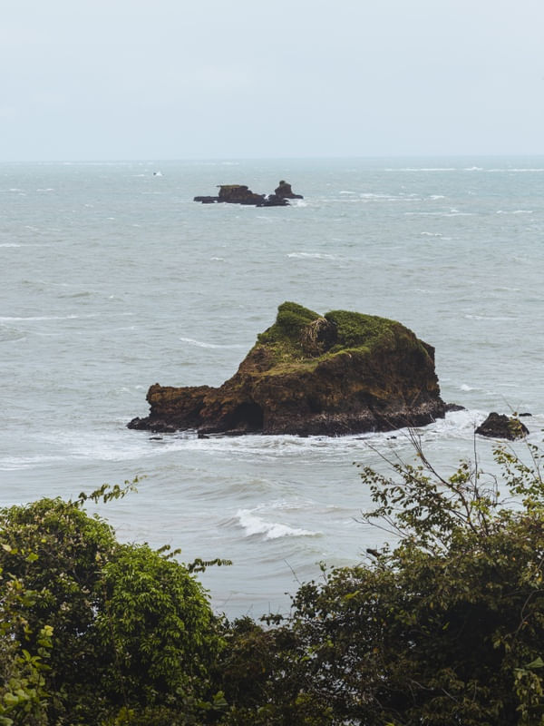 THE JUNGLE OF SEA STONES