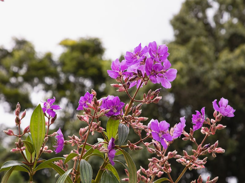 ROSAS PELO JARDIM