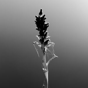 BOTANIC LIFE 2