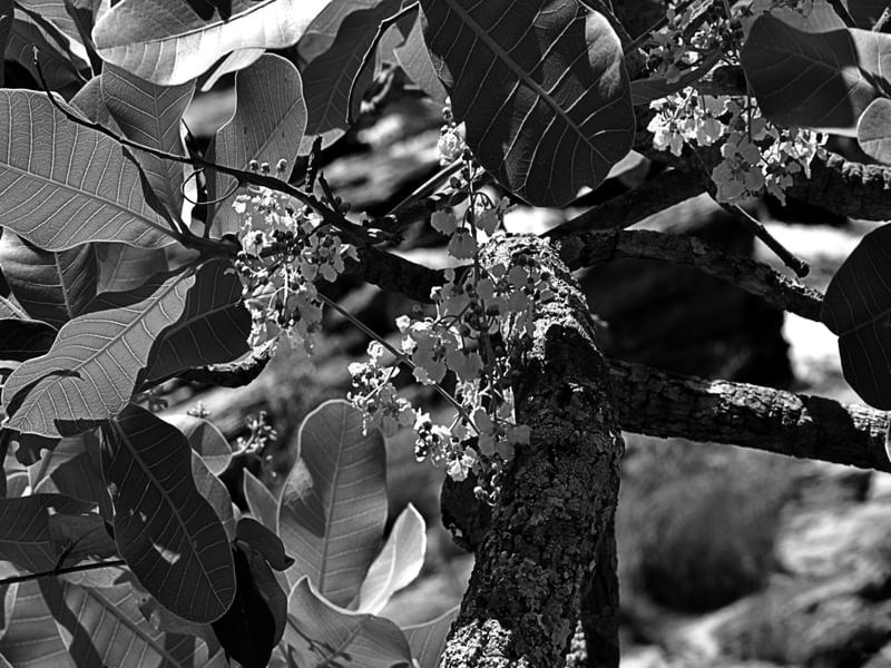 GPJ_210800325