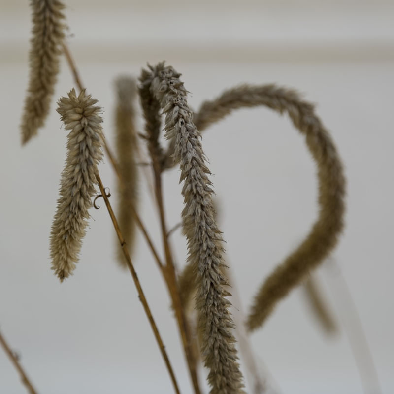 TRITICUM AESTIVUM