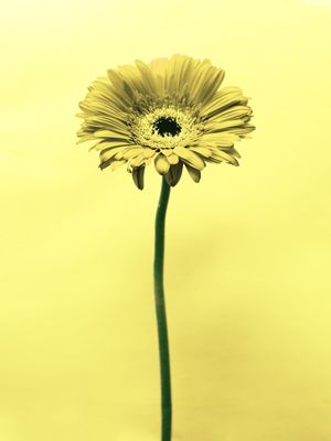 GÉRBERA AMARELA
