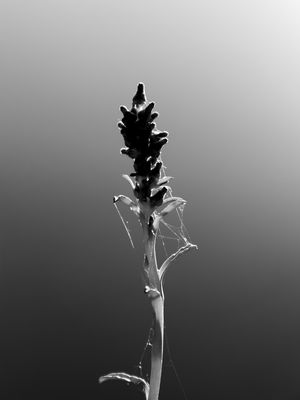 BOTANIC LIFE 4