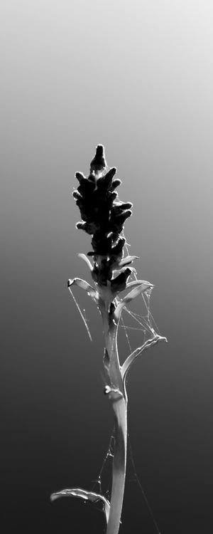 BOTANIC LIFE 5