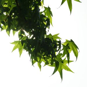 GREEN VIBE