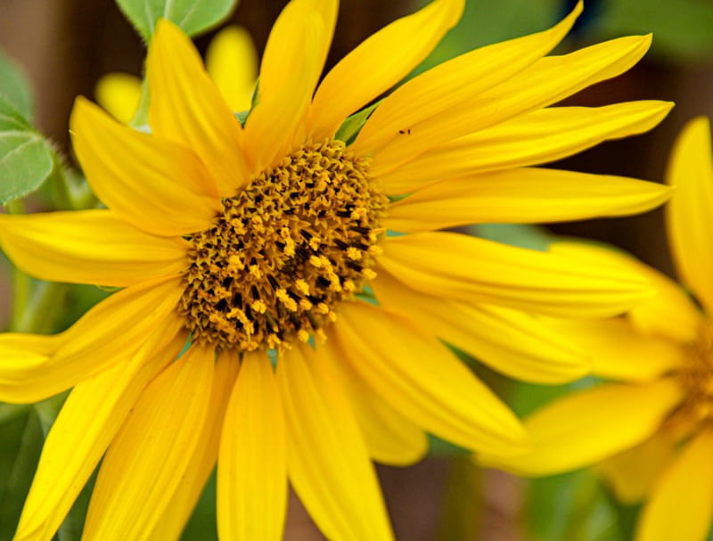 O AMARELO DA MARGARIDA