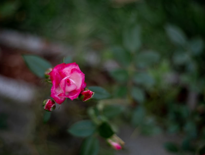 DESABROCHAR DA ROSA