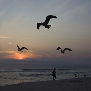 TRÊS GAIVOTAS