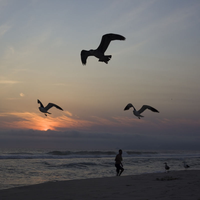 TRÊS GAIVOTAS