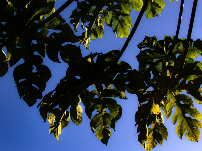 ENTRELAÇAR VERDE E AZUL
