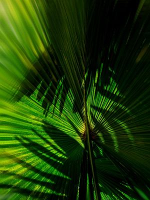 LUZ E SOMBRA NA NATUREZA 2