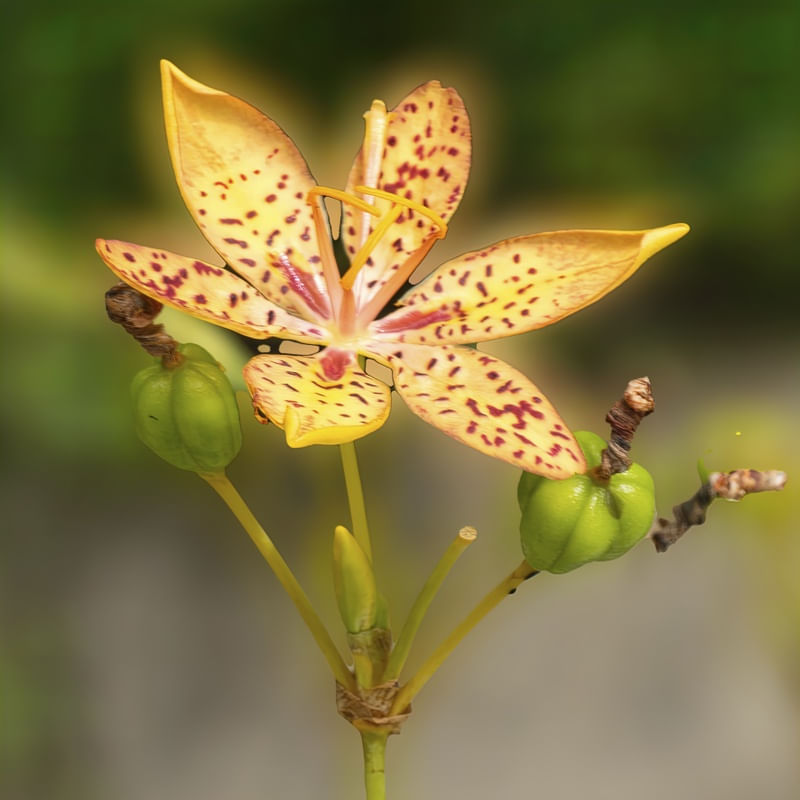 TUTU FLOR