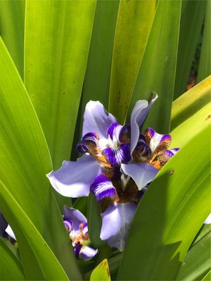 ORQUÍDEA ROXA 1