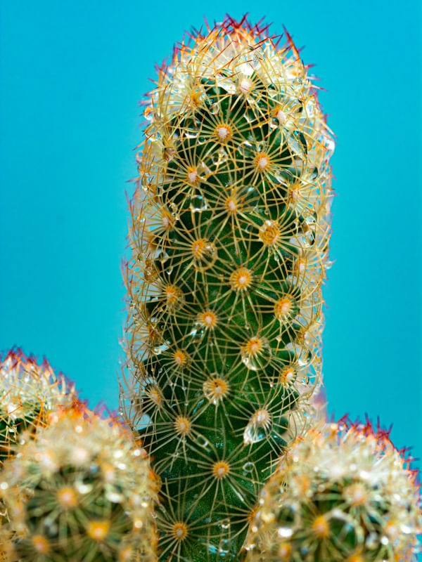 CACTII
