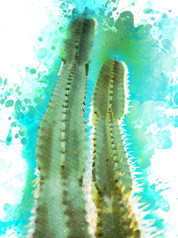CACTO AQUARELA SERTÃO