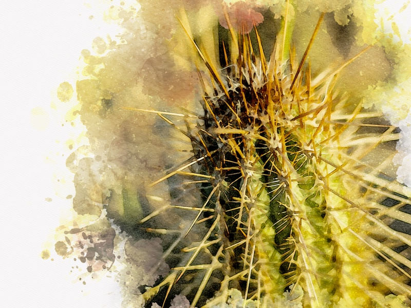 AQUARELA CACTO SERTÃO 04