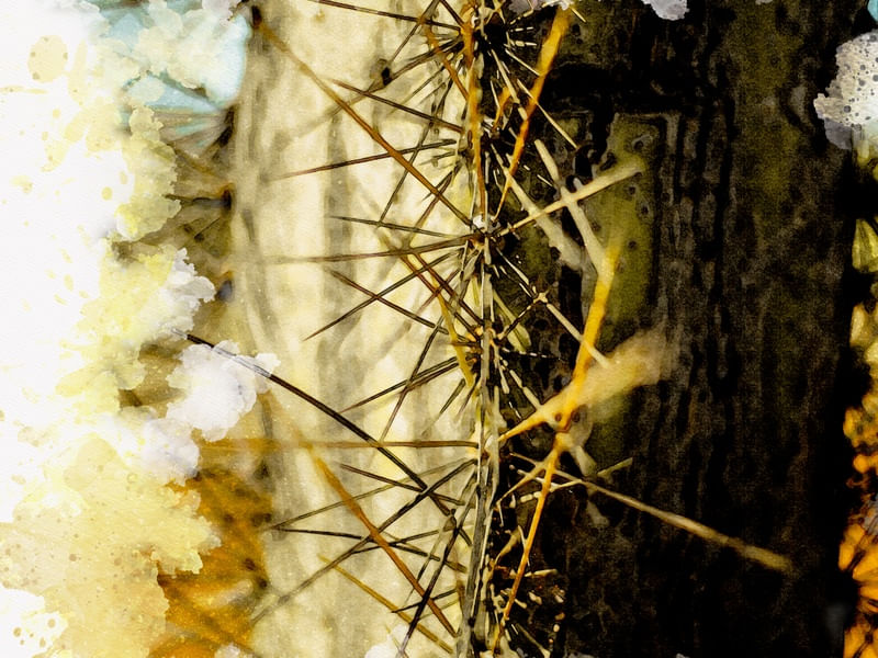 AQUARELA CACTO SERTÃO 05