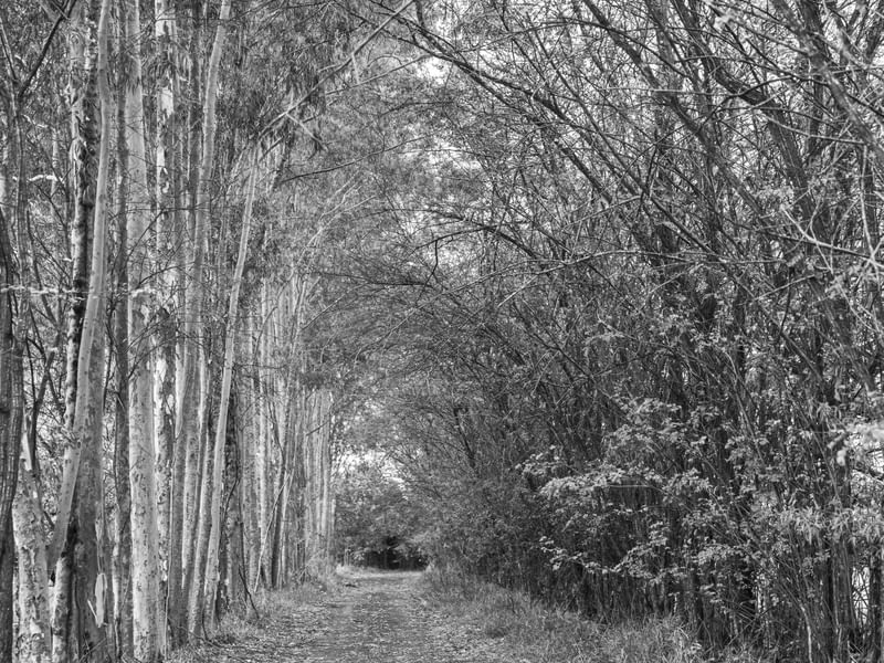 O CAMINHO ENTRE ARVORES