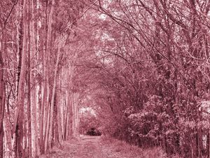 O CAMINHO ROSADO