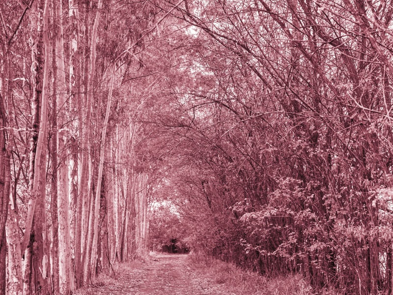 O CAMINHO ROSADO