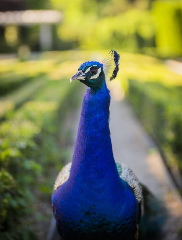 PAVÃO REAL AZUL I