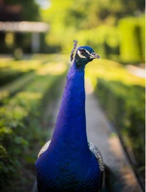 PAVÃO REAL AZUL II