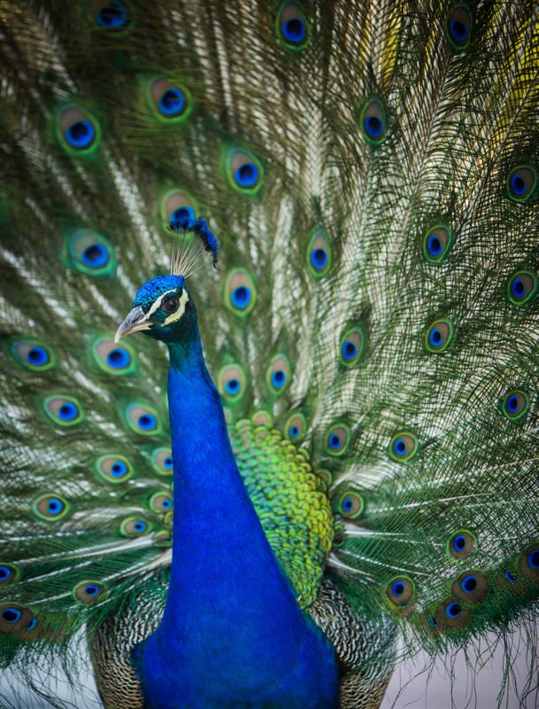 PAVÃO REAL AZUL