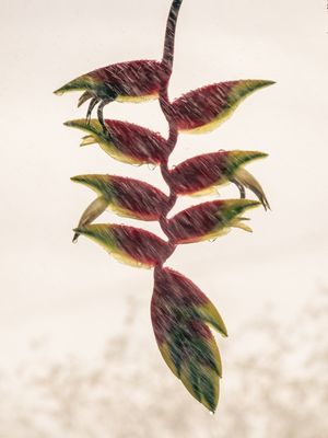 HELICONIA MOLHADA