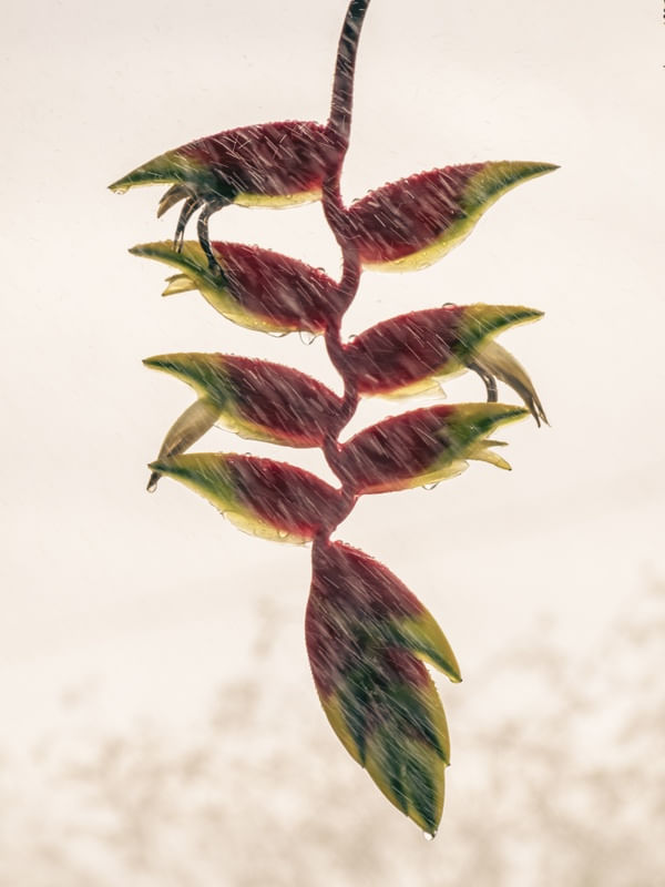 HELICONIA MOLHADA