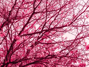 FLORADA ROSA