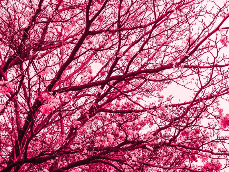 FLORADA ROSA