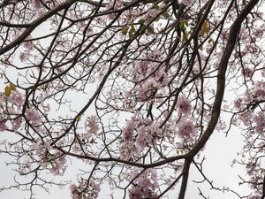 AS FLORES DO IPE ROSA