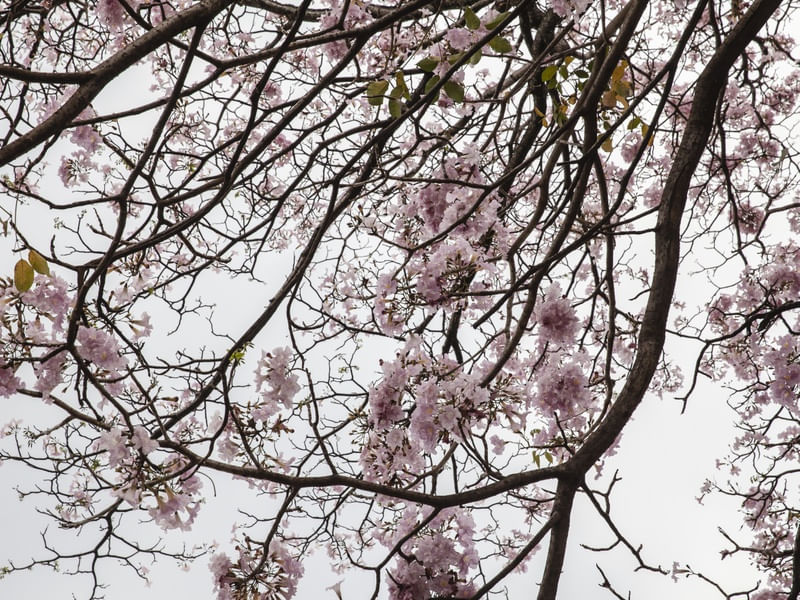 AS FLORES DO IPE ROSA