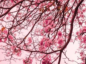 AS FLORES COR DE ROSA