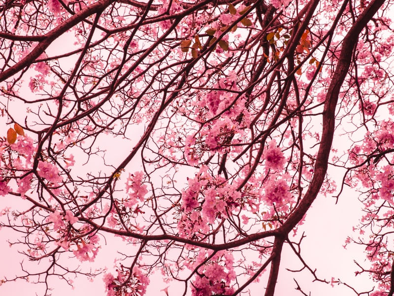 AS FLORES COR DE ROSA
