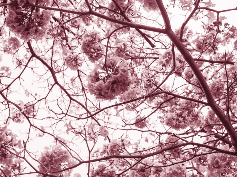 A FLORADA DO IPE ROSA