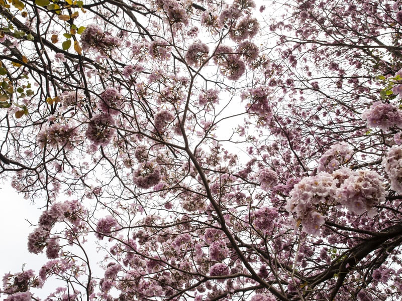 A BELEZA DO IPE ROSA