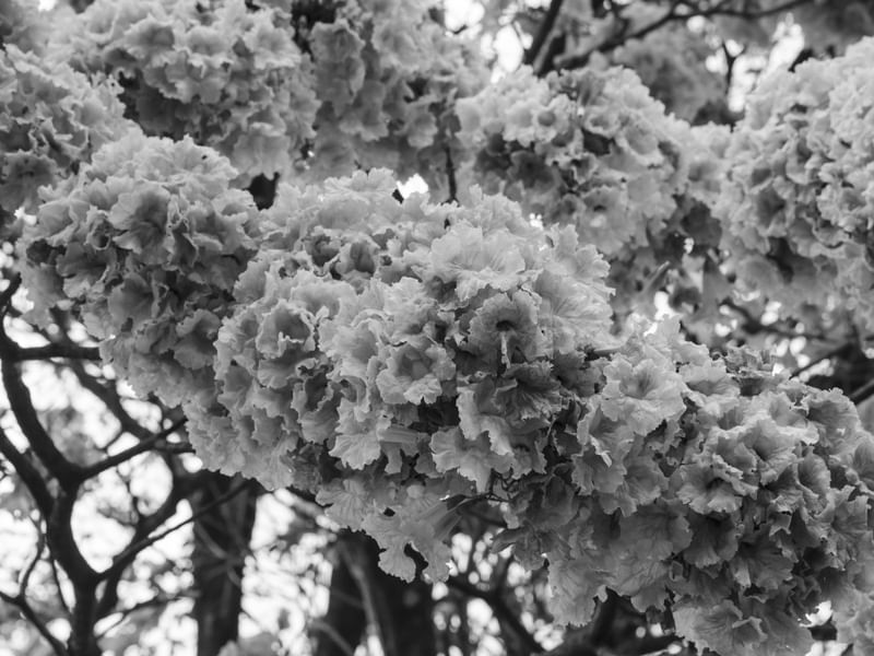 DETALHE FLOR IPE