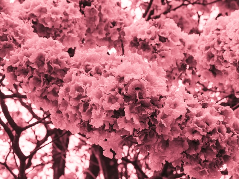 AS FLORES ROSAS DO IPE