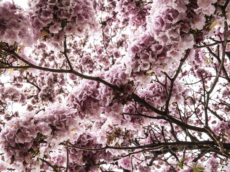 DETALHE IPE ROSA
