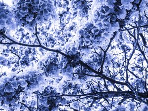 FLORA AZUL