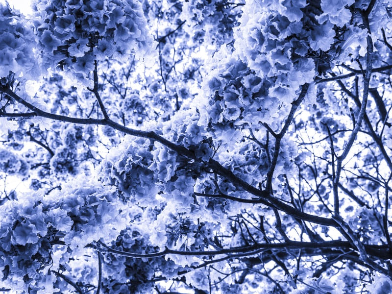 FLORA AZUL