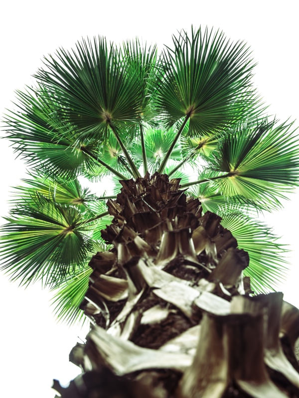 PALMEIRA WASHINGTONIA