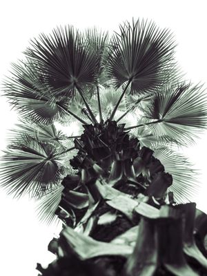 A PALMEIRA WASHINGTONIA
